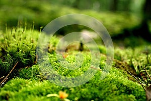 A Mossy Knoll