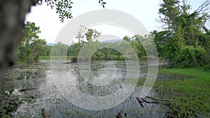 Mossy Lake and Swamp in the Mangrove Forest