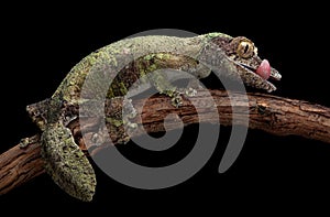 Mossy leaf-tailed gecko