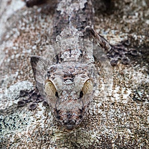 Mossy Leaf-Tailed Gecko photo