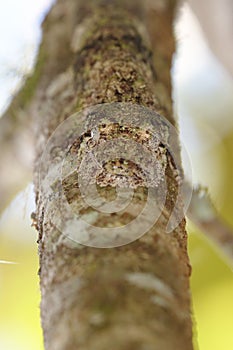 Mossy leaf-tailed gecko, mimetic reptile of Madagascar photo