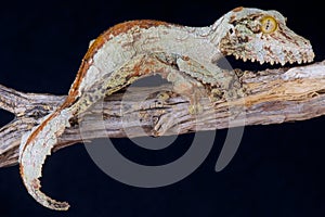 Mossy leaf-tailed gecko / Uroplatus sikorae