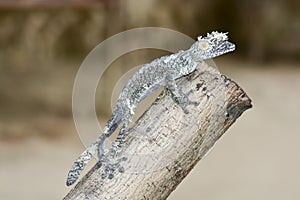 Mossy leaf-tailed gecko (Uroplatus sikorae) camouflaged photo