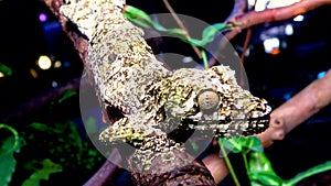 Mossy leaf-tailed gecko Uroplatus sikorae, lizard with camouflage color on a tree branch