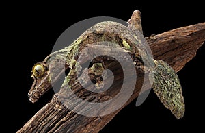 Mossy leaf-tailed gecko on vine