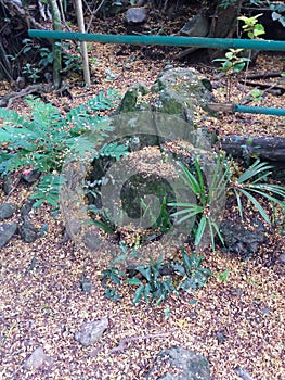 Mossy limestone rocks beside a Tamarind and palm tree sapling surrounded by dead, yellow Tamarind leaves
