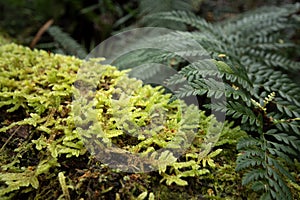 mossy log and fern in a forest