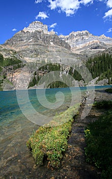 Mossy Log at Lake O'Hara