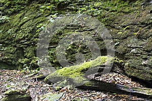 Mossy log and rock wall