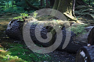 Mossy log in the sunlight in forest on Bainbridge Island, Washington