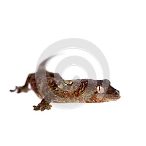 Mossy New Caledonian gecko isolated on white