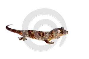 Mossy New Caledonian gecko isolated on white photo