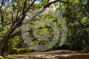 Mossy oak trees Tallahassee Florida