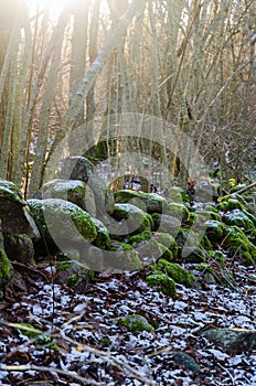 Mossy old dry stonewall by the first snow in a forest