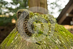 Mossy owl statue, Takachiho, Japan