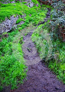 Mossy Path