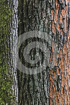 Mossy and peeled tree bark texture close-up