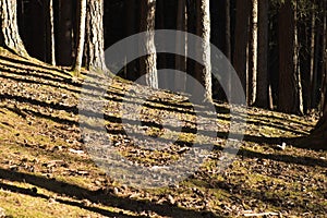 Mossy pine forest floor