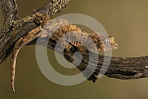 Mossy Prehensile Tail Gecko, Mniarogekko chahoua