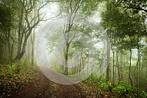 Mossy rain forest, Soft focus