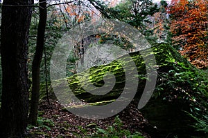 Muschioso la roccia autunno foresta 