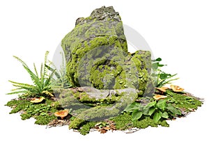 Mossy rock and trunk in forest