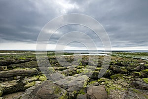 Mossy rocks on the coast