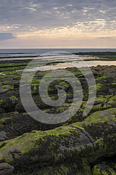 Mossy rocks on the coast