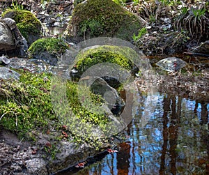 Mossy Rocks In Pring Creek Forest Reflected