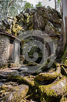 Mossy roots of eucalyptus and old stone houses in Castro St Lawrence, Vila ChÃ£ - Esposende PORTUGAL photo