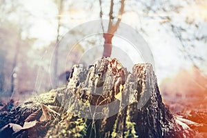 Mossy rotten tree stump