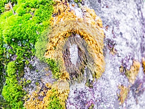 Mossy rustic stone closeup photo texture. Green and yellow moss on stone closeup.