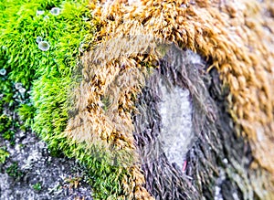 Mossy rustic stone closeup photo texture. Green and yellow moss on stone closeup.