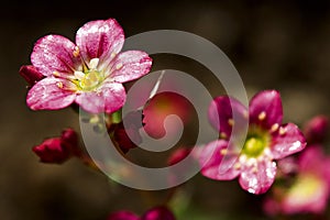 Mossy Saxifrage