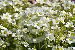 Mossy Saxifrage Pixie White