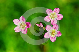 Mossy Saxifrage or rockfoil flowers top view.