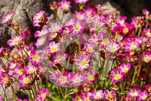 Mossy saxifrage, Saxifraga bryoides