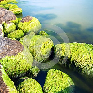 Mossy seashore stones