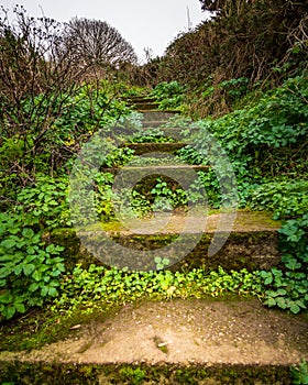 Mossy staircase on a Bray Head hiking trail