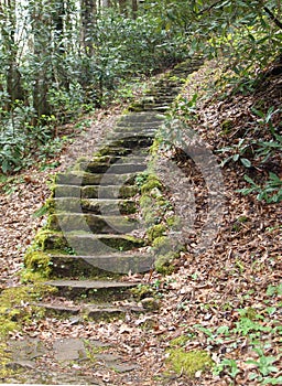 Mossy Steps