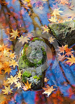 Mossy stone and Falling leaves in Autumn.