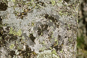Mossy stone surface as texture and background for design. Closeup view of moss and lichen texture.