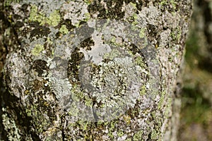 Mossy stone surface as texture and background for design. Closeup view of moss and lichen texture.