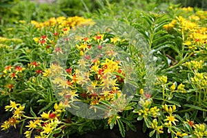 Mossy Stonecrop Flower