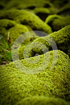 Mossy Stones