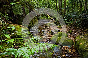 Mossy stones, bottom of stream