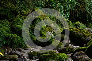 Mossy stones in little river