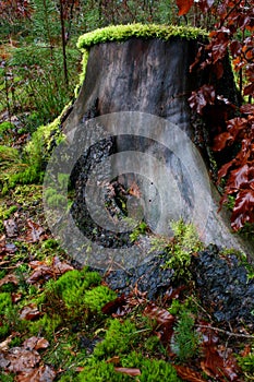 Mossy stump