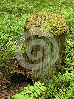 Mossy stump