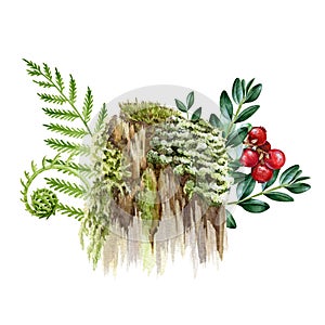 Mossy stump with fern, berries and green leaves. Watercolor illustration. Hand drawn old forest stump with moss, lichen